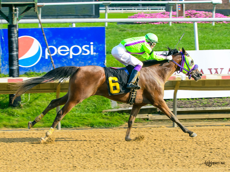 Royally Bred by Cre Run, Thoroughbred x Royal Atheena